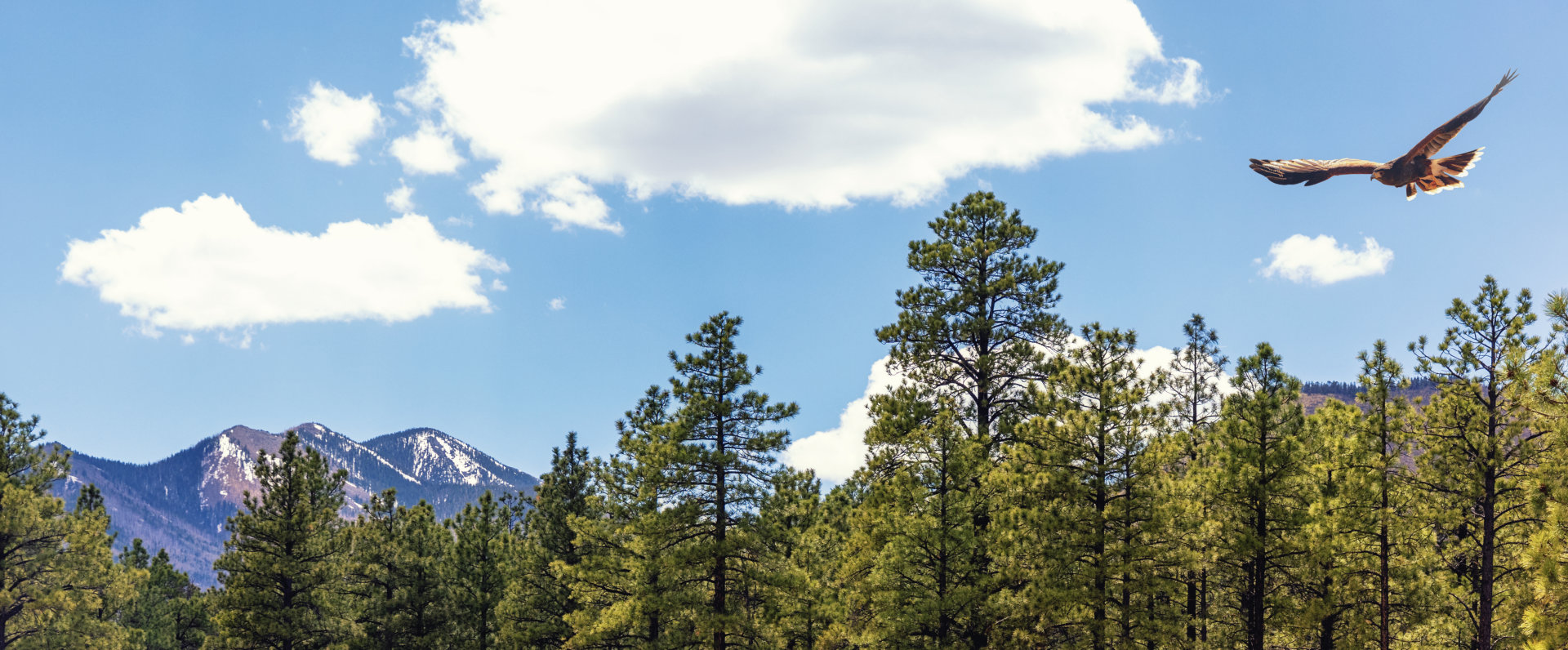 beautiful forest with eagle flying