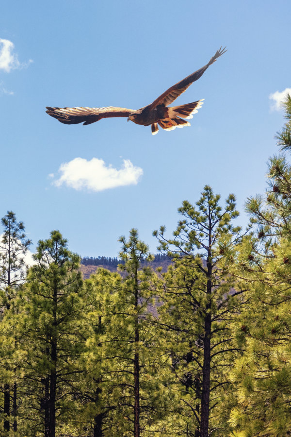 beautiful forest with eagle flying